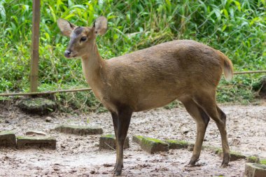 Geyik doğal yaşam alanında yeşilliklerde saklanıyor.