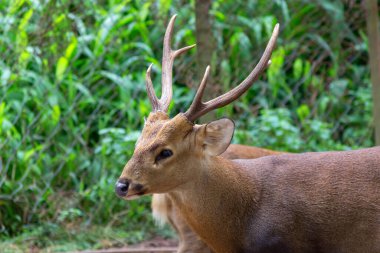 Geyik doğal yaşam alanında yeşilliklerde saklanıyor.