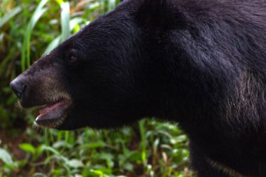 Büyük Himalaya ayısı doğal yaşam alanında.