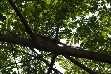 sincap ağacın etrafında koşuyor.