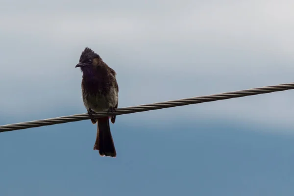 Black Bulbul Bird Tuft Sitting Wire — Stock Photo, Image