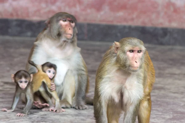 Monos Lindos Con Diferentes Emociones Cara Están Sentados Cerca Sus — Foto de Stock