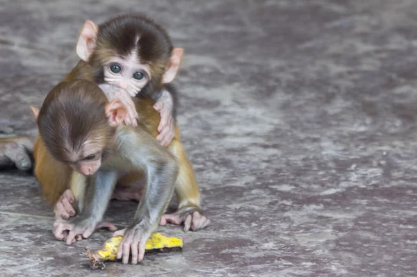 Schattige Kleine Apen Met Verschillende Emoties Hun Gezicht Spelen Met — Stockfoto