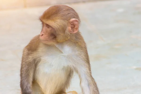 Schattig Aapje Met Verschillende Emoties Gezicht — Stockfoto