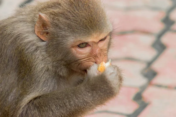 Schattig Aapje Met Verschillende Emoties Gezicht — Stockfoto