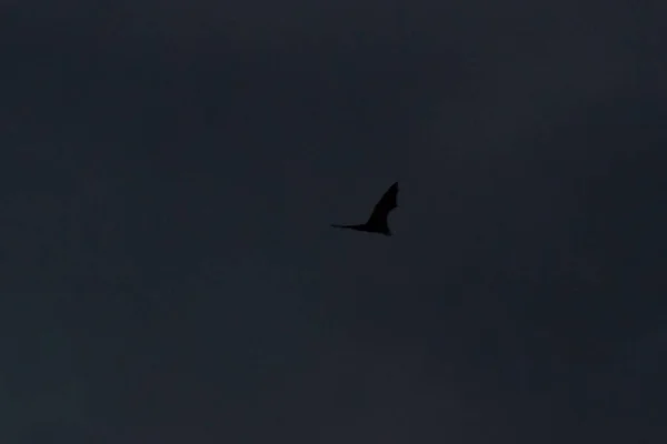 Bat Silhuet Mørk Nattehimmel - Stock-foto