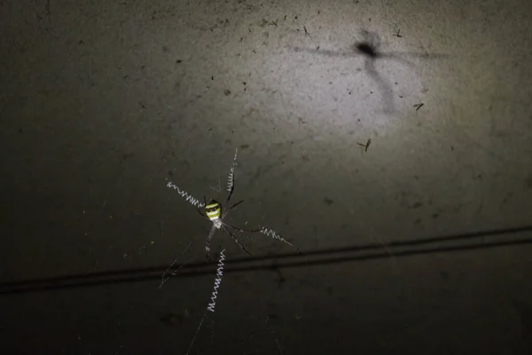 Velký Tropický Žlutý Pavouk Sedí Pavučině — Stock fotografie