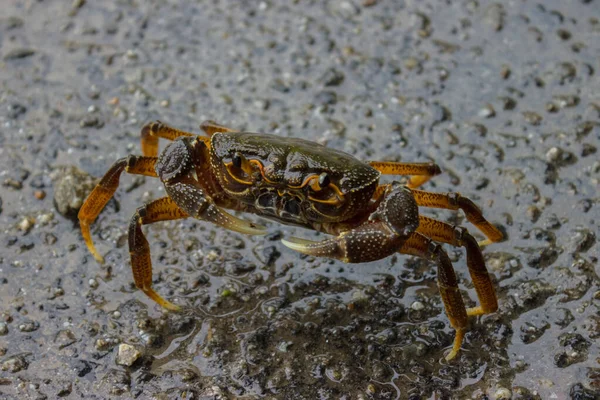 Delicious Crab Sits Wet Road Holding Pincers Ready Attack — Stock Photo, Image