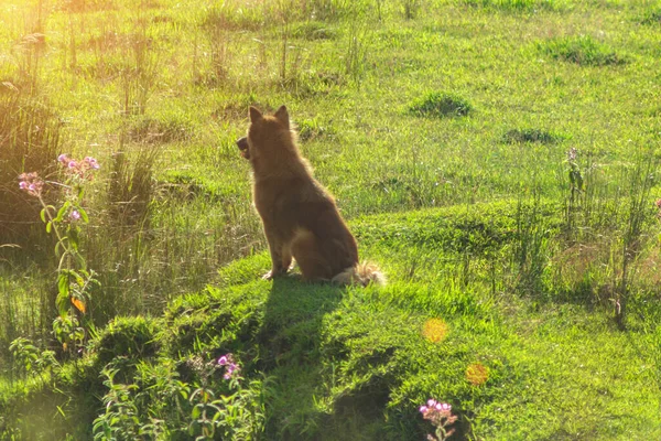 Niedliche Welpen Sitzen Auf Einem Grünen Rasen Den Sonnenstrahlen — Stockfoto