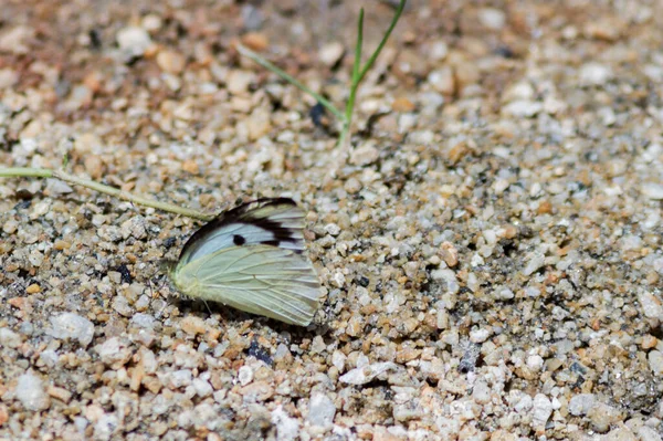 Velký Tropický Motýl Sedí Teplá Křídla — Stock fotografie