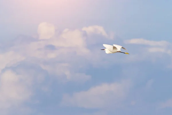 Fehér Gólya Sárga Mancsokkal Repül Kék Felé — Stock Fotó