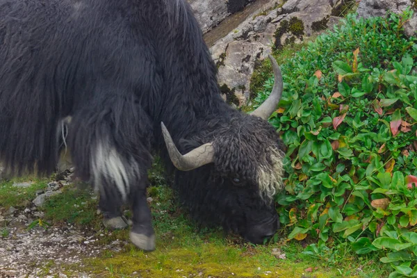 Black White Yak Curly Hair Eating Grass Hill Arunachal Pradesh — Stock Photo, Image