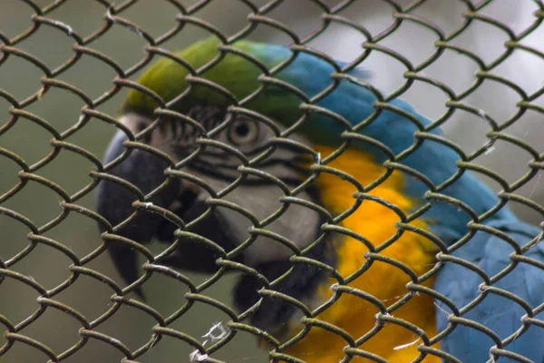 Papagaio Senta Uma Jaula Maltratando Animais — Fotografia de Stock