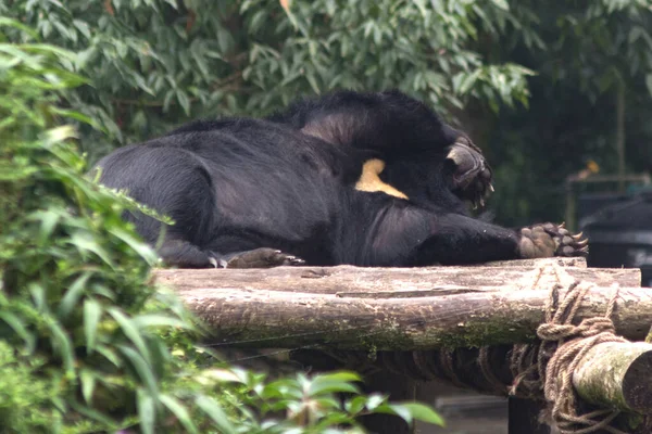 Himalayan black bear sleeps in a zoo covering his nose with his paw