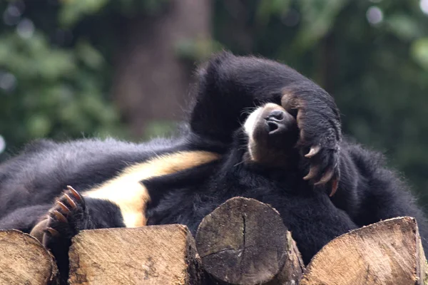 Oso Negro Del Himalaya Duerme Zoológico Cubriéndose Nariz Con Pata — Foto de Stock