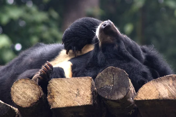Ours Noir Himalaya Dort Dans Zoo Couvrant Son Nez Avec — Photo