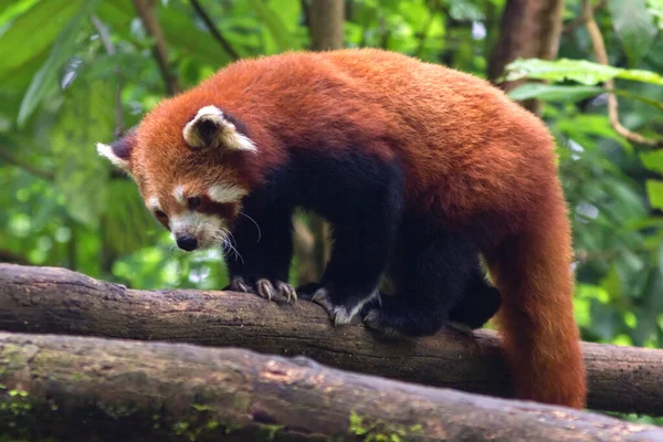 Mignon Moelleux Panda Rouge Marche Travers Les Arbres Dans Son — Photo