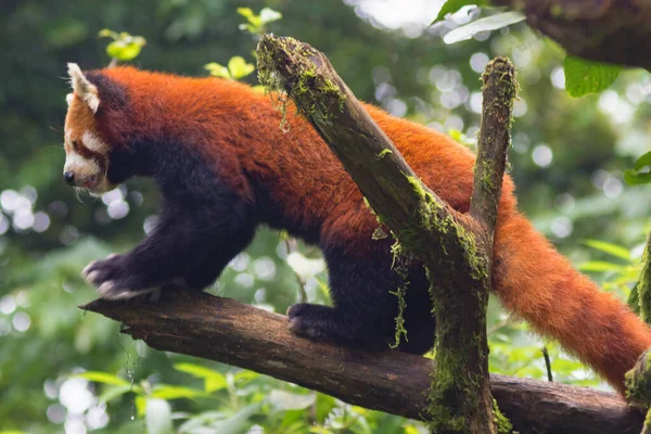 Mignon Moelleux Panda Rouge Marche Travers Les Arbres Dans Son — Photo