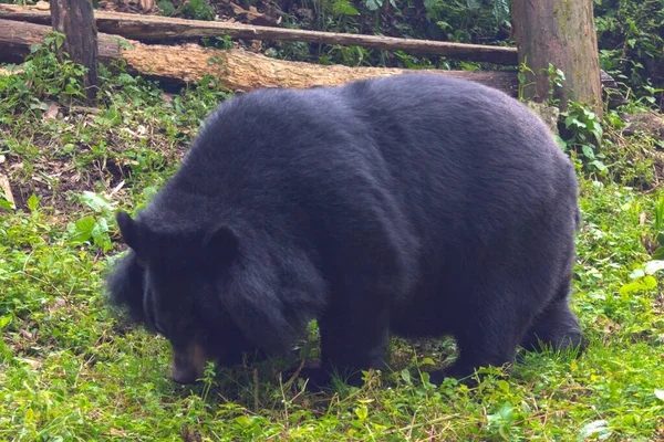 Stor Och Fluffig Svart Björn Wallking Ett Zoo — Stockfoto