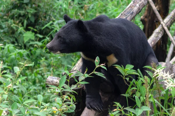 Orso Nero Himalayano Che Muraglia Uno Zoo — Foto Stock