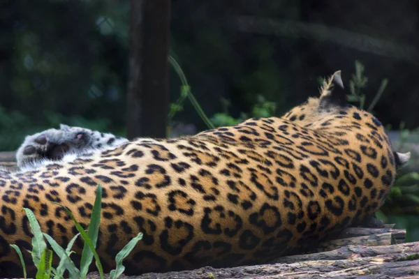 豹子在自然栖息地睡觉 — 图库照片