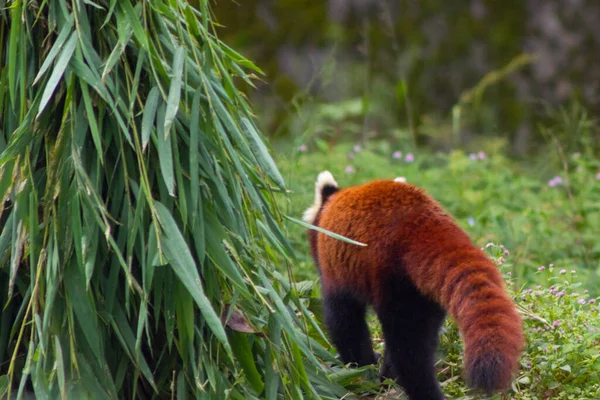 Mignon Moelleux Panda Rouge Marche Travers Les Arbres Dans Son — Photo