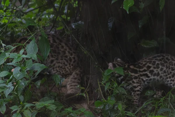 Bengala Cacería Gatos Leopardo Hábitat Natural Selva — Foto de Stock