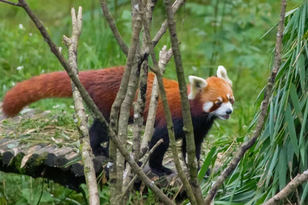 Cute Fluffy Red Panda Walks Trees Its Natural Habitat — Stock Photo, Image