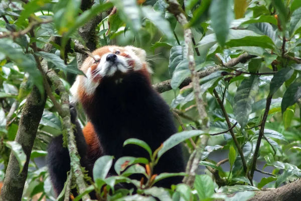 Mignon Moelleux Panda Rouge Marche Travers Les Arbres Dans Son — Photo