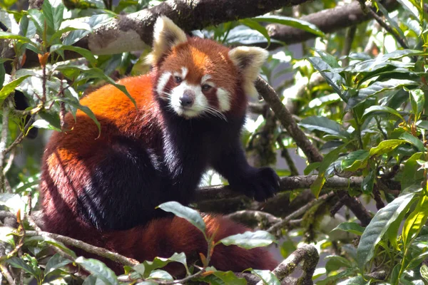 可愛くてふわふわの赤いパンダが自然生息地の木々の中を — ストック写真