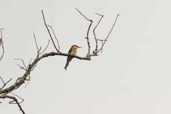 Kingfisher Ulusal Bir Parkta Bir Dalda Oturuyor — Stok fotoğraf