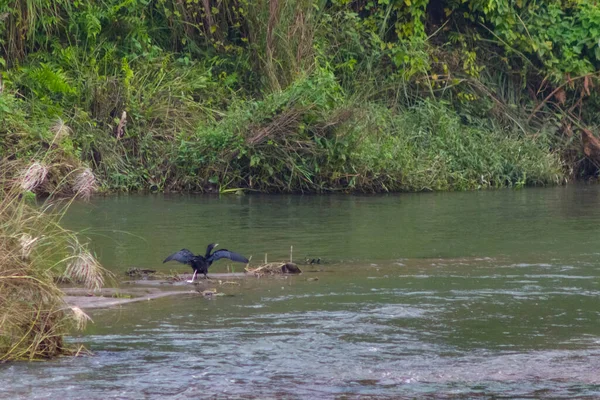 Gran Pájaro Negro Sienta Banco Arena Extendió Sus Alas — Foto de Stock