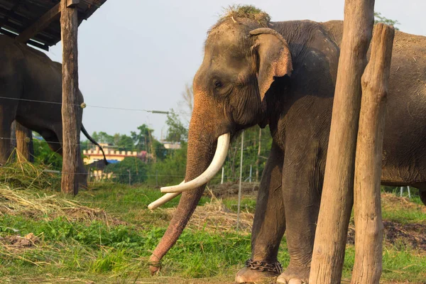 Elefante Casa Del Hombre Burla Los Animales — Foto de Stock