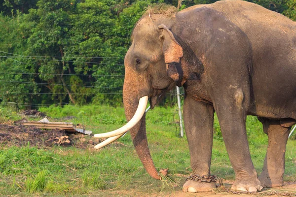 Elefante Casa Del Hombre Burla Los Animales — Foto de Stock