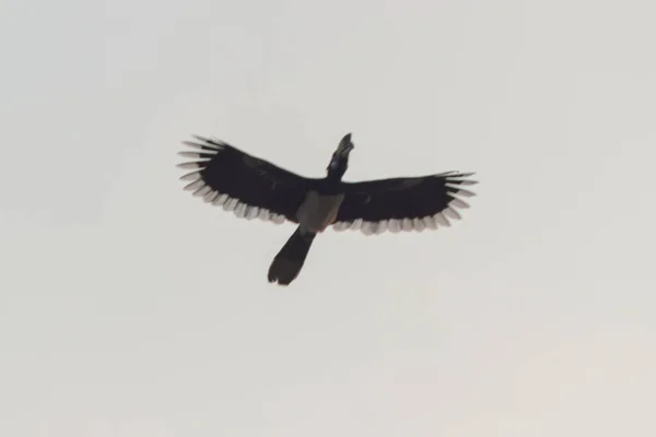 Wielki Hornbill Lata Błękitnym Niebie — Zdjęcie stockowe