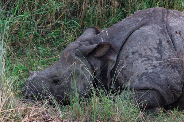 Rinoceronte Herido Por Los Cazadores Furtivos Encuentra Verde Grass Animal — Foto de Stock