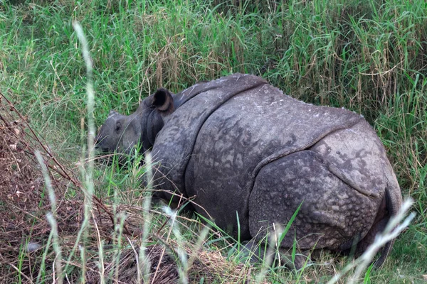 Rinoceronte Herido Por Los Cazadores Furtivos Encuentra Verde Grass Animal — Foto de Stock