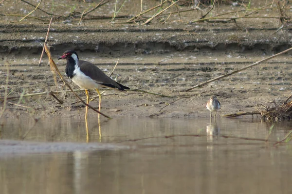 Pajarito Con Pico Rojo Camina Largo Orilla Del Río — Foto de Stock