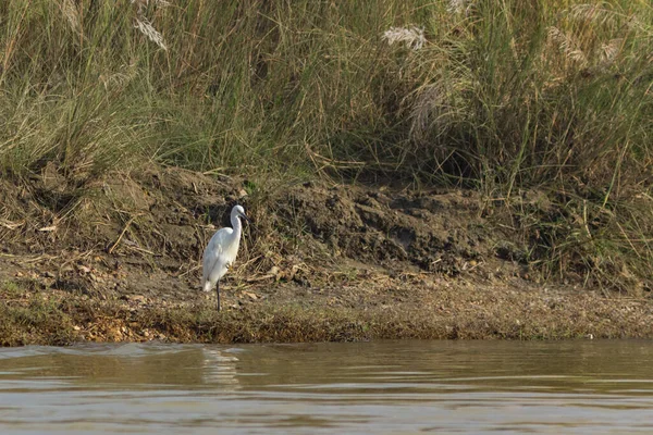 一只脚站着一只黄爪的白鹤 在沼泽地里打猎 — 图库照片