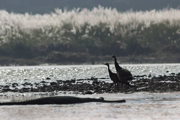 Faisanes Están Pie Orilla Del Río Gran Cocodrilo Nada Agua — Foto de Stock