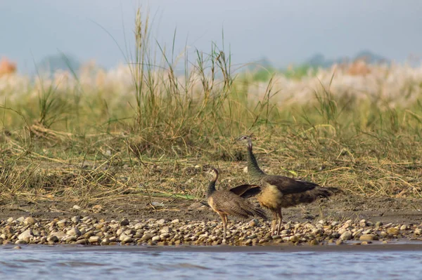 Faisanes Están Orilla Del Río Entre Hierba Seca — Foto de Stock