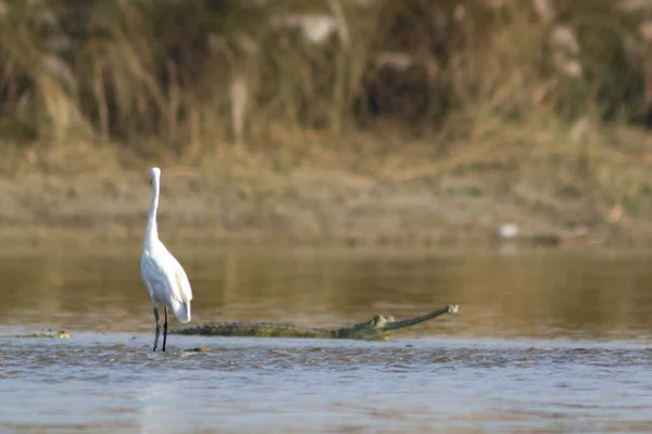 Cigüeña Blanca Pie Orilla Del Río Gran Cocodrilo Nada Agua — Foto de Stock