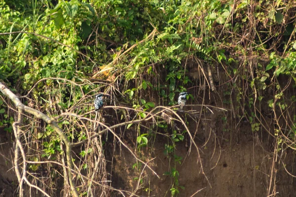 Martin Pescatore Bianco Siede Ramo Albero Tropicale Parco Nazionale Chitwan — Foto Stock