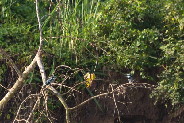 Witte Ijsvogel Zit Een Tak Van Een Tropische Boom Nationaal — Stockfoto