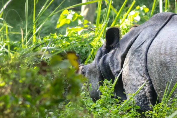 Rinoceronte Con Cuerno Camina Entre Hierba Verde Hábitat Natural Parque — Foto de Stock