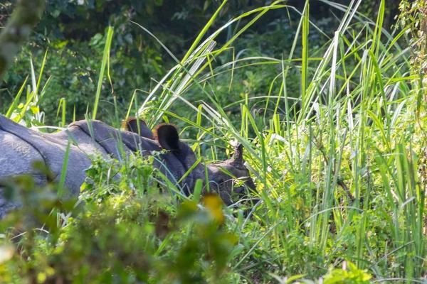 Rinoceronte Con Cuerno Camina Entre Hierba Verde Hábitat Natural Parque — Foto de Stock