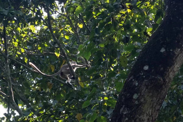 Scimmia Langur Bianca Con Una Coda Lunga Siede Ramo Albero — Foto Stock