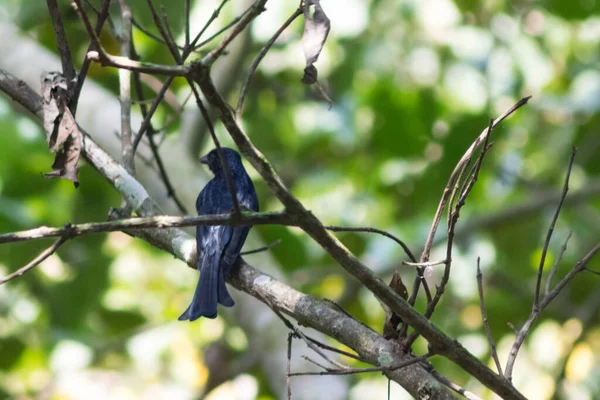 Синяя Птица Сидит Ветке Среди Зеленых Листьев — стоковое фото