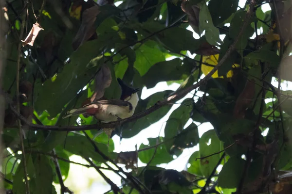 Uccello Bianco Siede Ramo Tra Foglie Verdi — Foto Stock