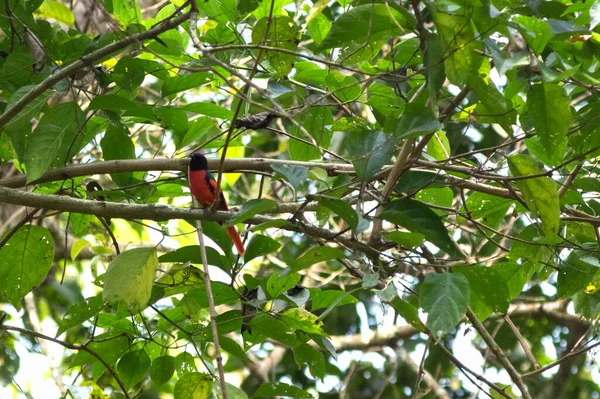 Червоний Птах Оріол Сидить Зеленій Гілці Лісі — стокове фото